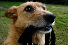 Resposible Dog Owner